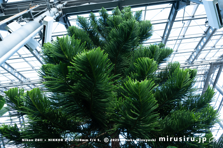 ナンヨウスギ 相模原市南区・相模原公園 2025/12/19