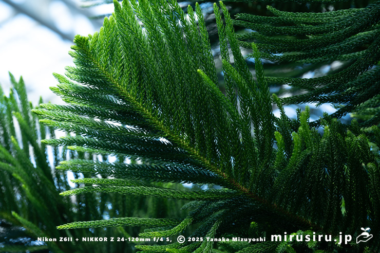 ナンヨウスギの葉 相模原市南区・相模原公園 2025/12/19