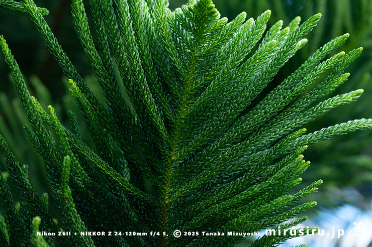 ナンヨウスギの葉 相模原市南区・相模原公園 2025/12/19