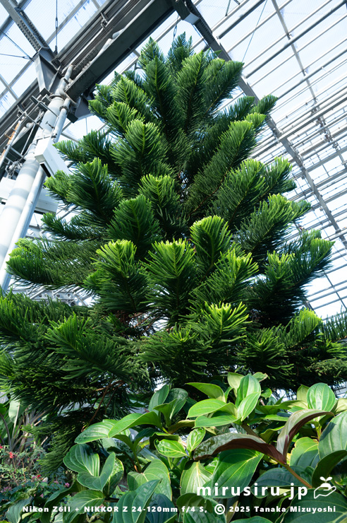 ナンヨウスギ 相模原市南区・相模原公園 2025/12/19