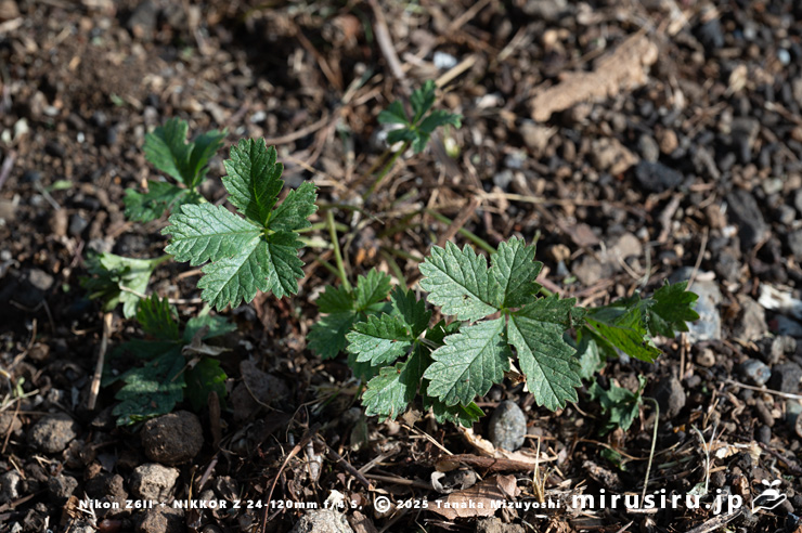 刈払われたポテンティラ・レプタンスの残党　茅ヶ崎市西久保　2025/12/23