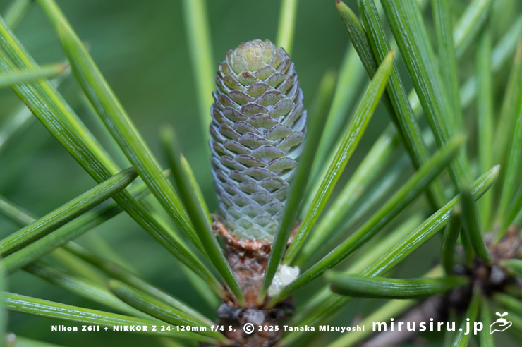 ヒマラヤスギ（ヒマラヤシーダ）の目立った成長がまだ見られない若い実　伊勢原市　2025/12/23