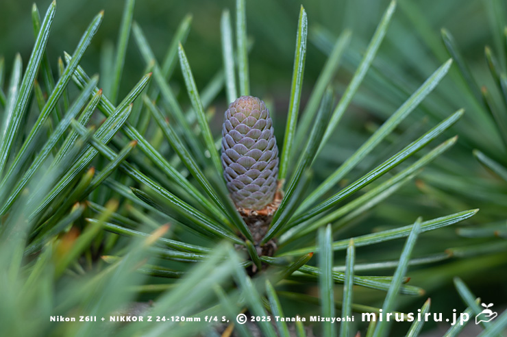 ヒマラヤスギ（ヒマラヤシーダ）の目立った成長がまだ見られない若い実　伊勢原市　2025/12/23