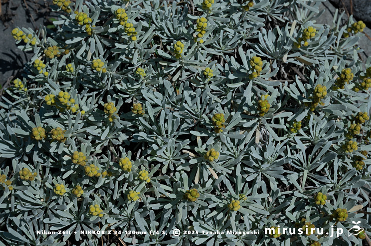 開花中のモクビャッコウ　鎌倉市稲村ガ崎　2025/12/28