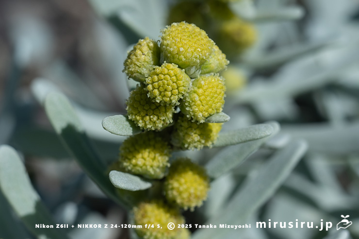 モクビャッコウの花　鎌倉市稲村ガ崎　2025/12/28