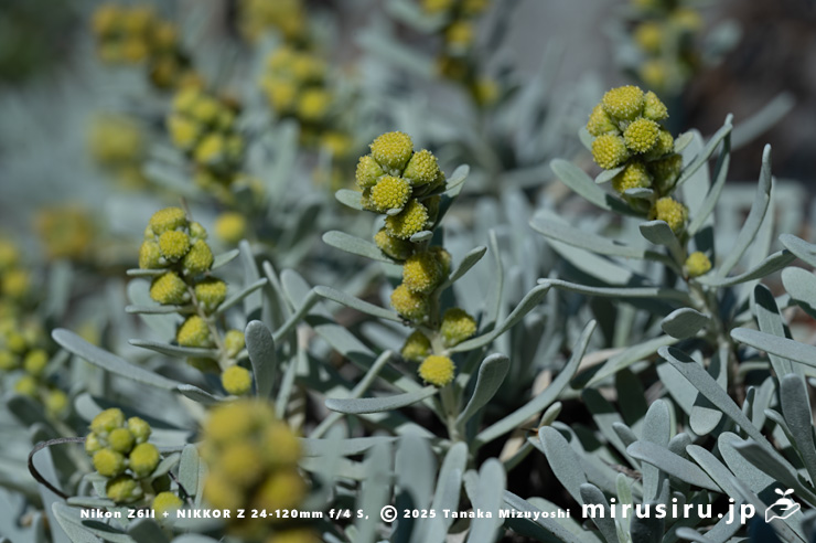 モクビャッコウの花　鎌倉市稲村ガ崎　2025/12/28