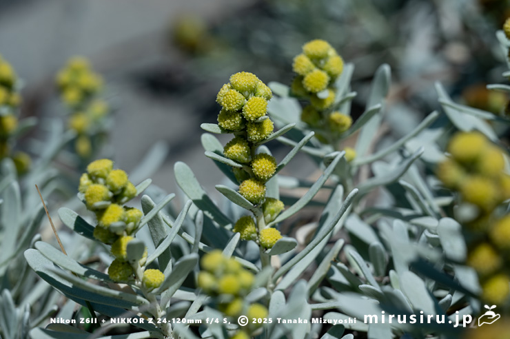 モクビャッコウの花　鎌倉市稲村ガ崎　2025/12/28