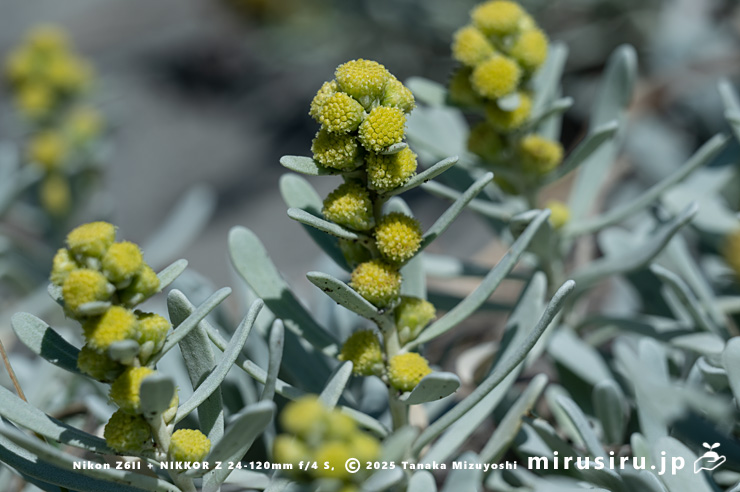 モクビャッコウの花　鎌倉市稲村ガ崎　2025/12/28