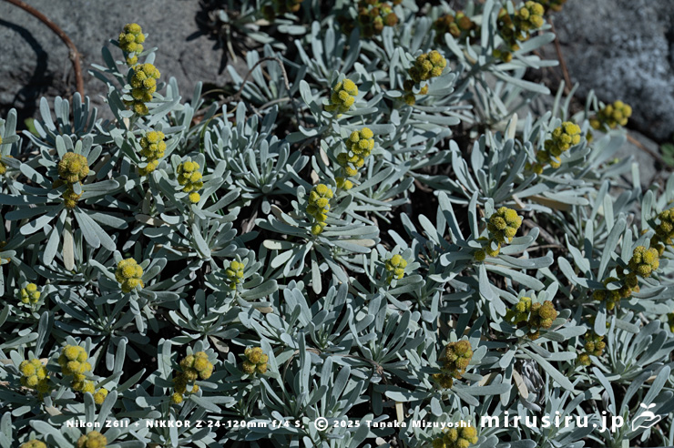 開花中のモクビャッコウ　鎌倉市稲村ガ崎　2025/12/28