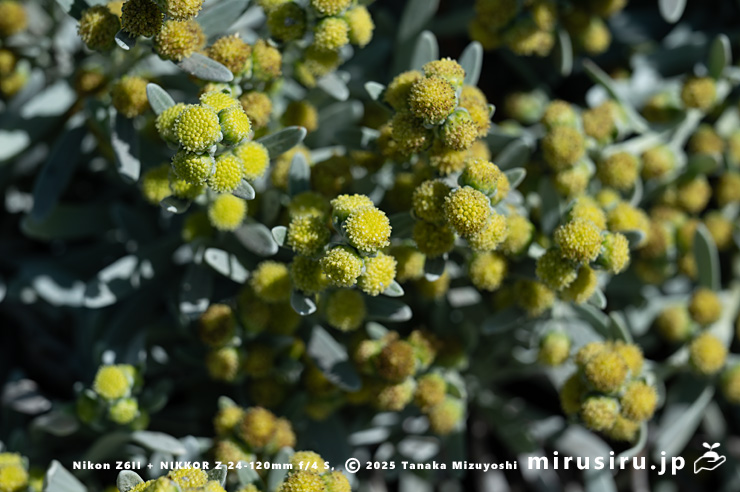 モクビャッコウの花　鎌倉市稲村ガ崎　2025/12/28