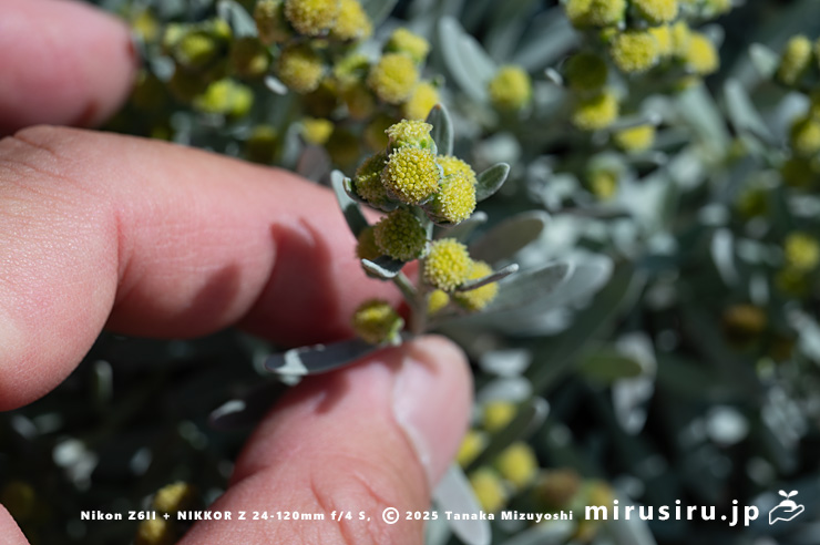 モクビャッコウの花のサイズ感　鎌倉市稲村ガ崎　2025/12/28