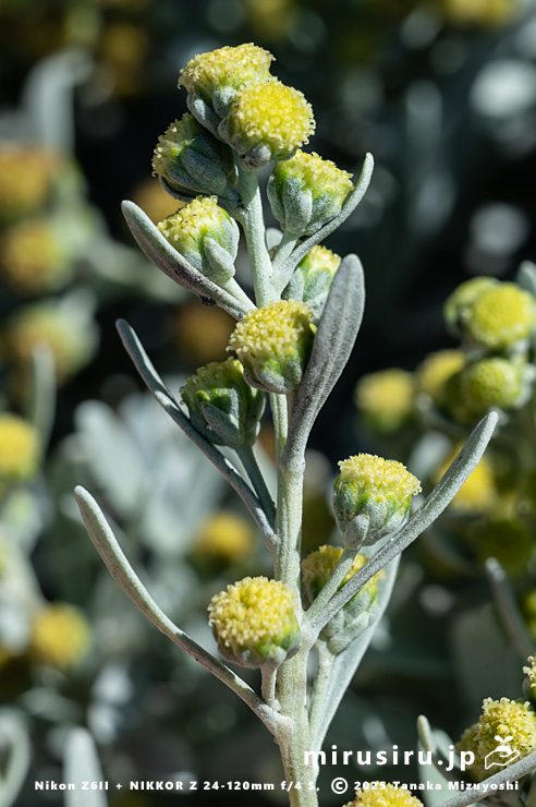 モクビャッコウの花　鎌倉市稲村ガ崎　2025/12/28