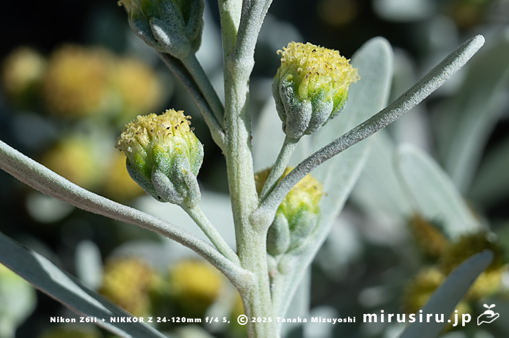 モクビャッコウの総苞　鎌倉市稲村ガ崎　2025/12/28