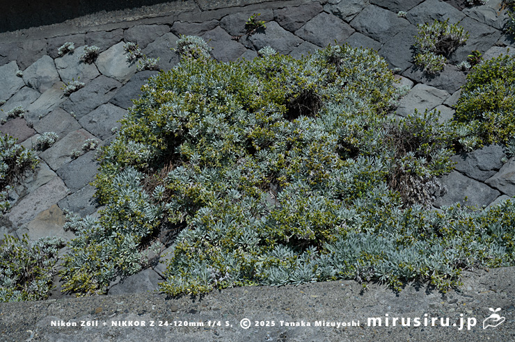 海岸擁壁に逸出帰化したほぼ咲き終わりのモクビャッコウ　鎌倉市稲村ガ崎　2025/12/28