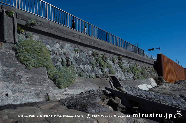 海岸擁壁に逸出帰化したほぼ咲き終わりのモクビャッコウ　鎌倉市稲村ガ崎　2025/12/28