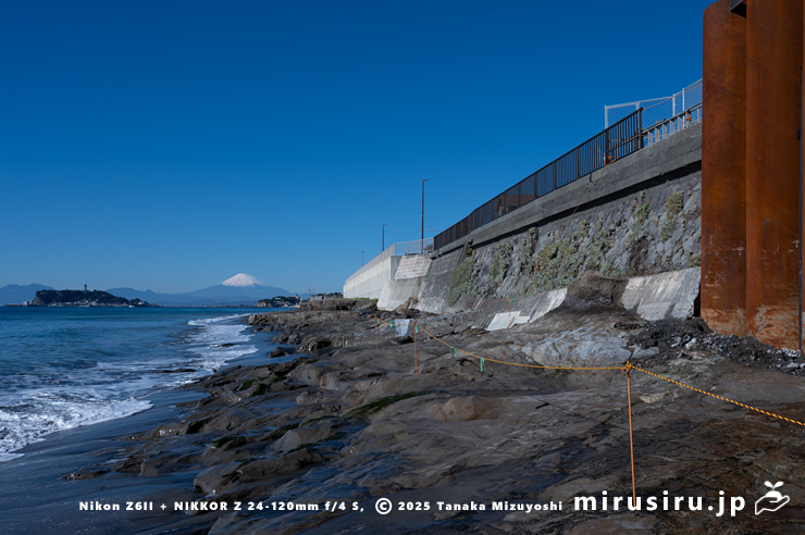 海岸擁壁に逸出帰化したほぼ咲き終わりのモクビャッコウ　鎌倉市稲村ガ崎　2025/12/28