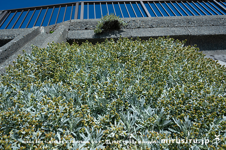 海岸擁壁に逸出帰化したほぼ咲き終わりのモクビャッコウ　鎌倉市稲村ガ崎　2025/12/28