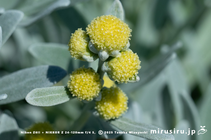 モクビャッコウの花　鎌倉市稲村ガ崎　2025/12/28