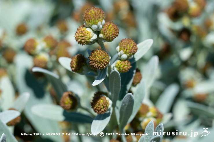 モクビャッコウの咲き終わり　鎌倉市稲村ガ崎　2025/12/28