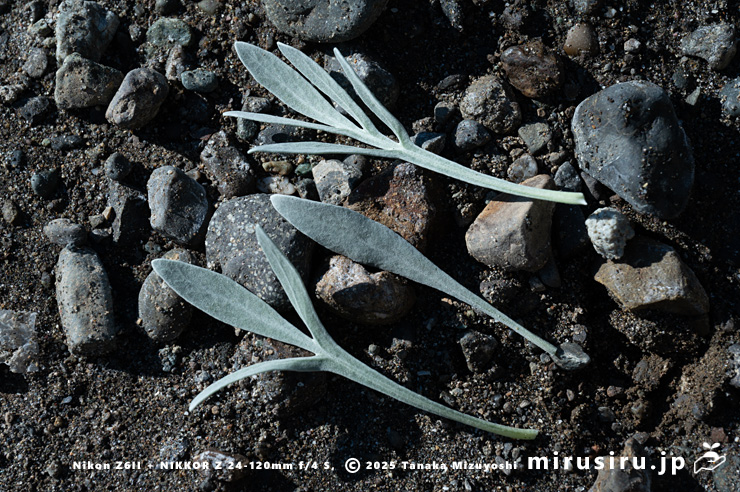 モクビャッコウの葉形　鎌倉市稲村ガ崎　2025/12/28