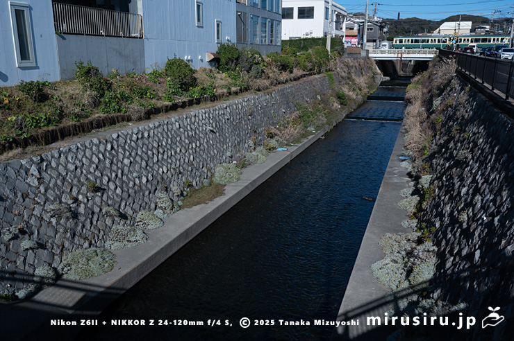 擁壁に逸出帰化したまだ開花中のモクビャッコウ　鎌倉市・行合川　2025/12/28