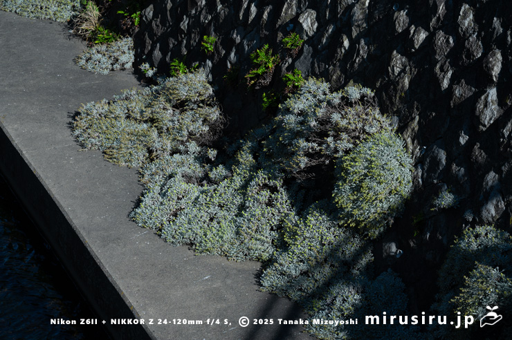 擁壁に逸出帰化した開花中のモクビャッコウ　鎌倉市・行合川　2025/12/28