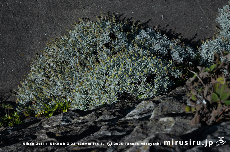 擁壁に逸出帰化した開花中のモクビャッコウ　鎌倉市・行合川　2025/12/28
