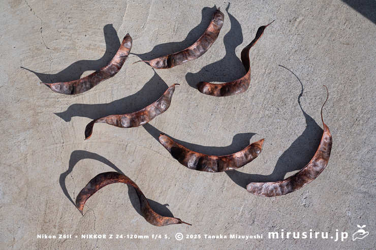 サイカチの地面に落ちた実　相模原市南区当麻・八景の棚　2025/12/29