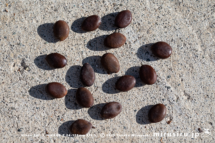 サイカチの種子　相模原市南区当麻・八景の棚　2025/12/29