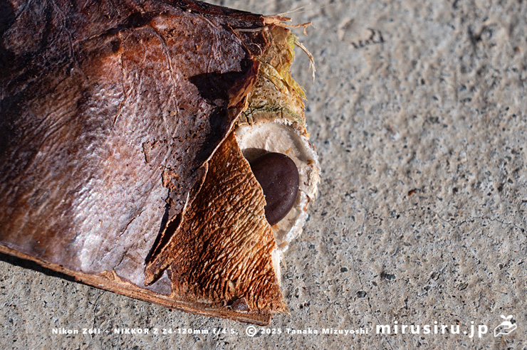 サイカチの（人為的に莢を破壊して露出した）種子　相模原市南区当麻・八景の棚　2025/12/29