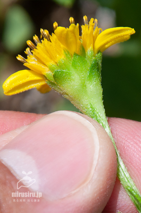 ネコノシタの総苞　横須賀市長井・佃嵐崎（つくだらさき）　2017/07/07
