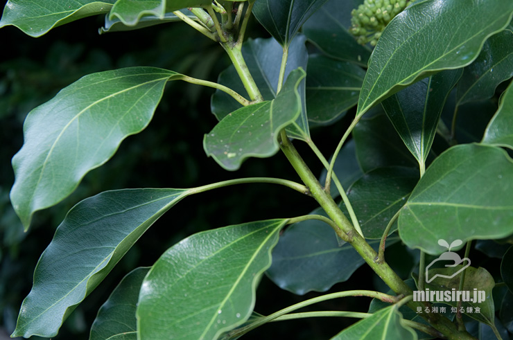 カクレミノの葉の付き方　横須賀市・くりはま花の国　2017/08/04