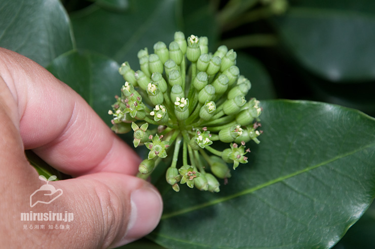 カクレミノの両性花のサイズ感　横須賀市・くりはま花の国　2017/08/04