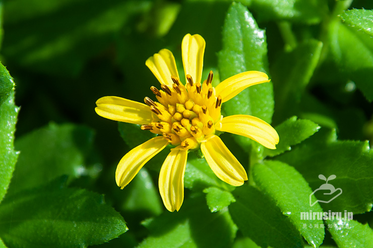 ネコノシタの花　三浦市・城ヶ島　2017/08/07