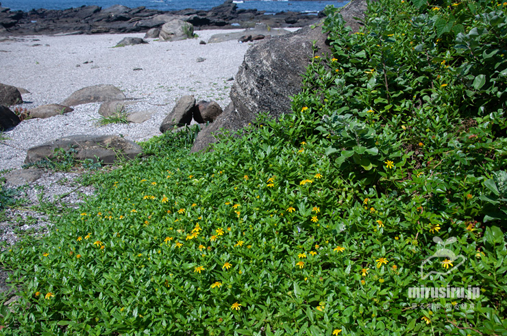 開花中のネコノシタ　三浦市・城ヶ島　2017/08/07