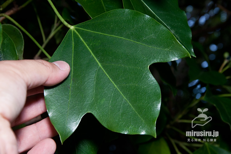 カクレミノの葉のサイズ感　横須賀市・くりはま花の国　2017/10/05