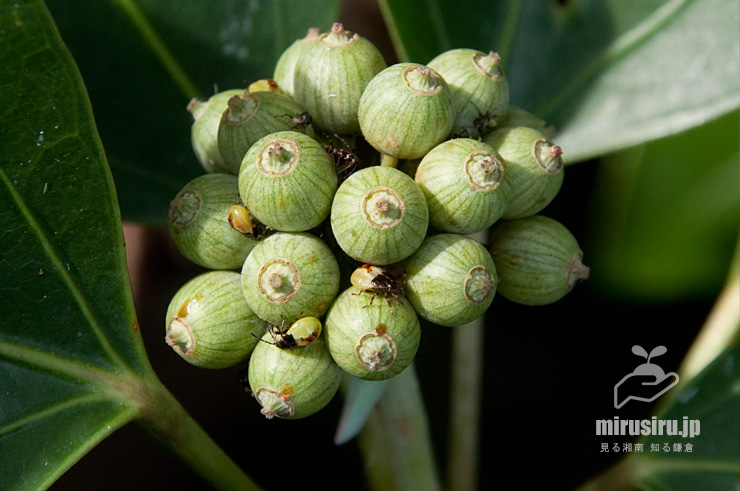 カクレミノの未熟な実　横須賀市・荒崎公園　2017/10/05