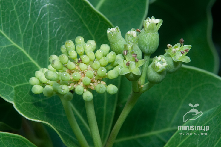 カクレミノの雄花（未開花）と両性花（咲きかけ）　藤沢市辻堂神台・湘南C-X　2018/07/04