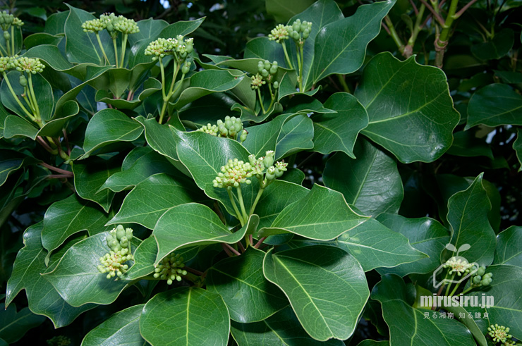 開花中のカクレミノ　藤沢市辻堂神台・湘南C-X　2018/07/04