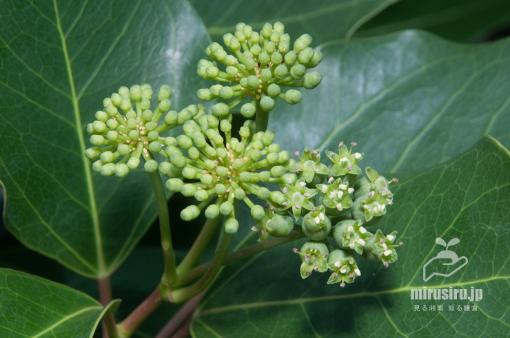 カクレミノの雄花（未開花）と両性花（咲きかけ）　藤沢市辻堂神台・湘南C-X　2018/07/04