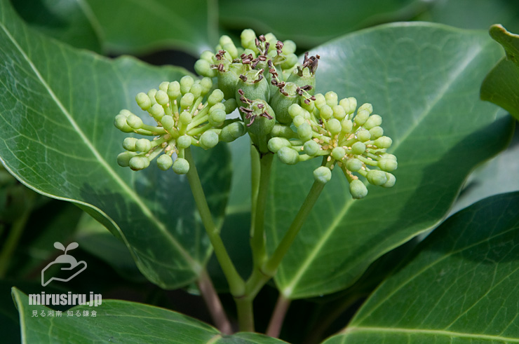 カクレミノの雄花（未開花）と両性花（咲き終わり）　藤沢市辻堂神台・湘南C-X　2018/07/11