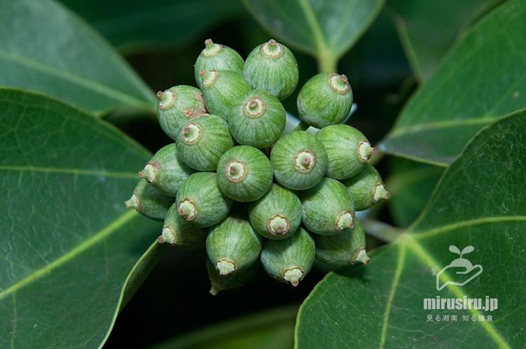 カクレミノの未熟な実　茅ヶ崎市・藤沢土木事務所汐見台庁舎　2018/09/24