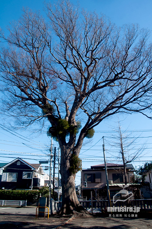 ケヤキに寄生したヤドリギ　茅ヶ崎市萩園・三島大神　2021/12/15