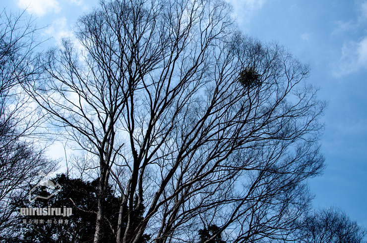 ケヤキに寄生したヤドリギ　秦野市・葛葉緑地　2022/03/13