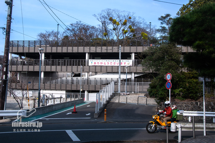 ケヤキに寄生したヤドリギ　大磯町・JR東海道本線「大磯」駅前　2023/03/04
