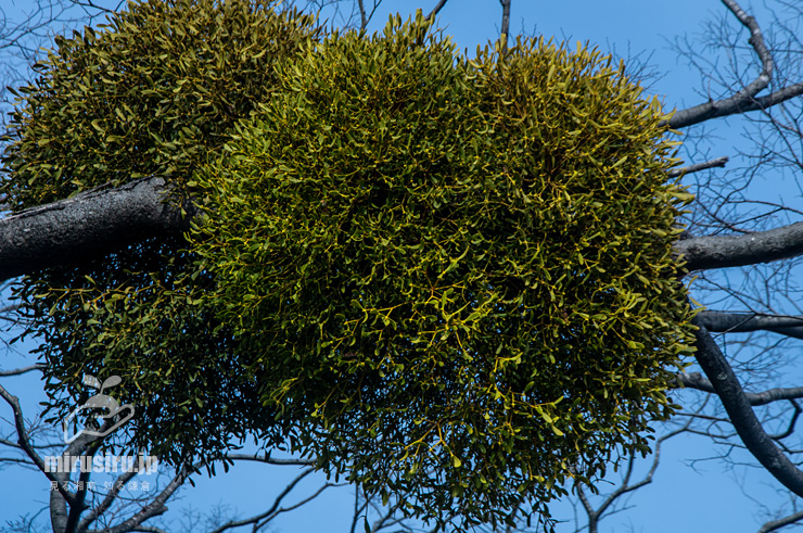 ヤドリギ 親木付き 朱色！ ヤドリギ