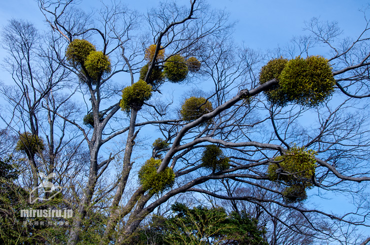 ケヤキに寄生したヤドリギ　大磯町・JR東海道本線「大磯」駅前　2023/03/04