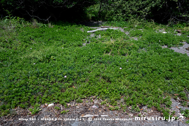 開花のピークが過ぎたスナビキソウ　三浦市　2023/05/25