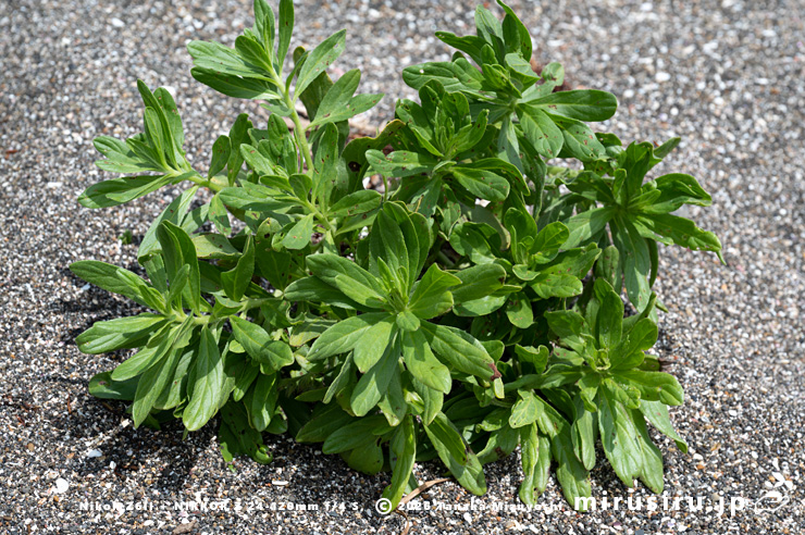 スナビキソウの大株　三浦市　2023/05/25