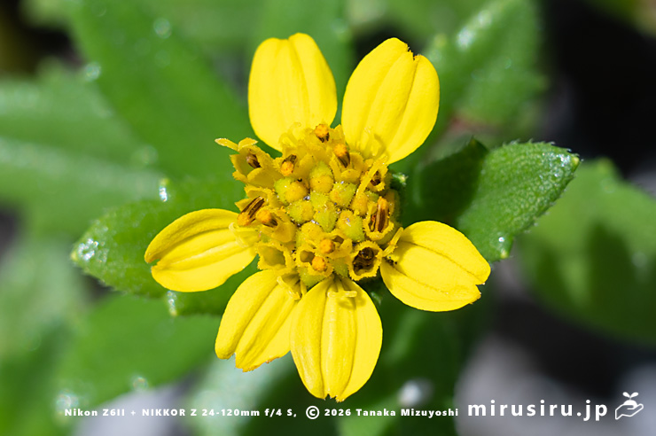 ネコノシタの花　横須賀市・天神島臨海自然教育園　2023/08/10